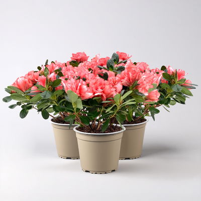 Azalee Hortinno® 'Christine Magic', lachs, Topf-Ø 13 cm, H.ca. 25cm, 3 Pflanzen Azalee Hortinno® 'Christine Magic', lachs, Topf-Ø 13 cm, H.ca. 25cm, 3 Pflanzen