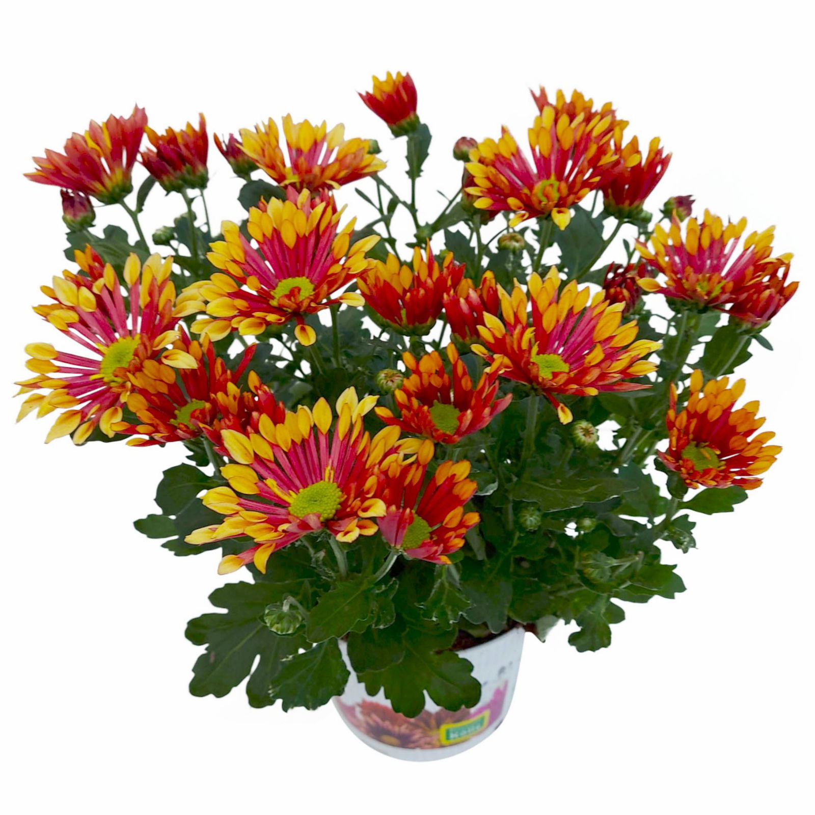 Chrysanthemen 'Splash Energy', rot-gelb, Topf-Ø 14 cm, 4er-Set