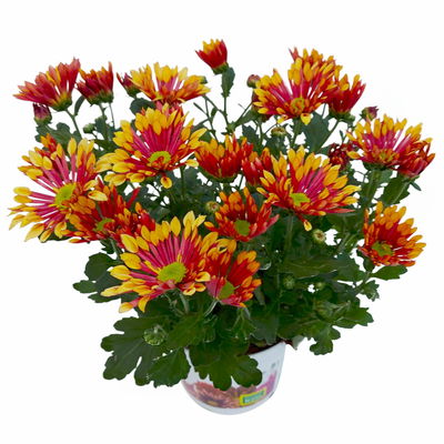 Chrysanthemen 'Splash Energy', rot-gelb, Topf-Ø 14 cm, 4 Pflanzen Chrysanthemen 'Splash Energy', rot-gelb, Topf-Ø 14 cm, 4 Pflanzen