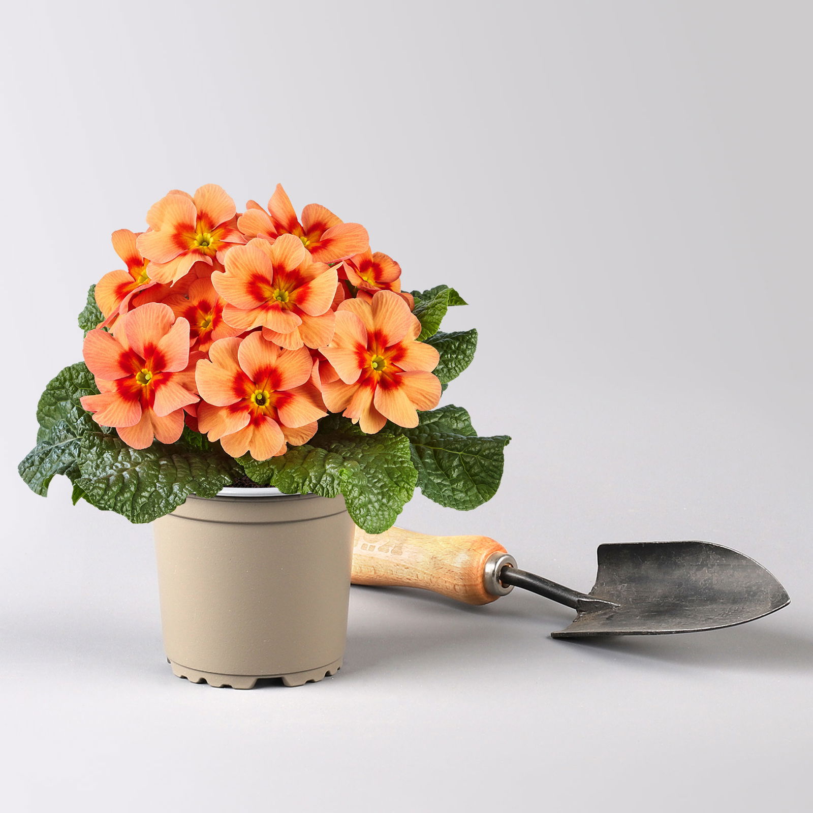 Pflanzen-Set Frühlingsharmonie, 12 Pflanzen inkl. Erde