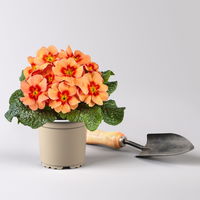 Pflanzen-Set Frühlingsharmonie, 12 Pflanzen inkl. Erde