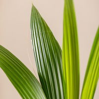 Kokospalme, Topf-Ø 19 cm, Höhe ca. 130 cm