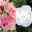 Duo-Gartenhibiskus 'White Chiffon®' und 'Pink Chiffon®', weiß + pink, 5 lt. Topf