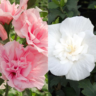 Duo-Gartenhibiskus 'White Chiffon®' und 'Pink Chiffon®', weiß + pink, 5 lt. Topf