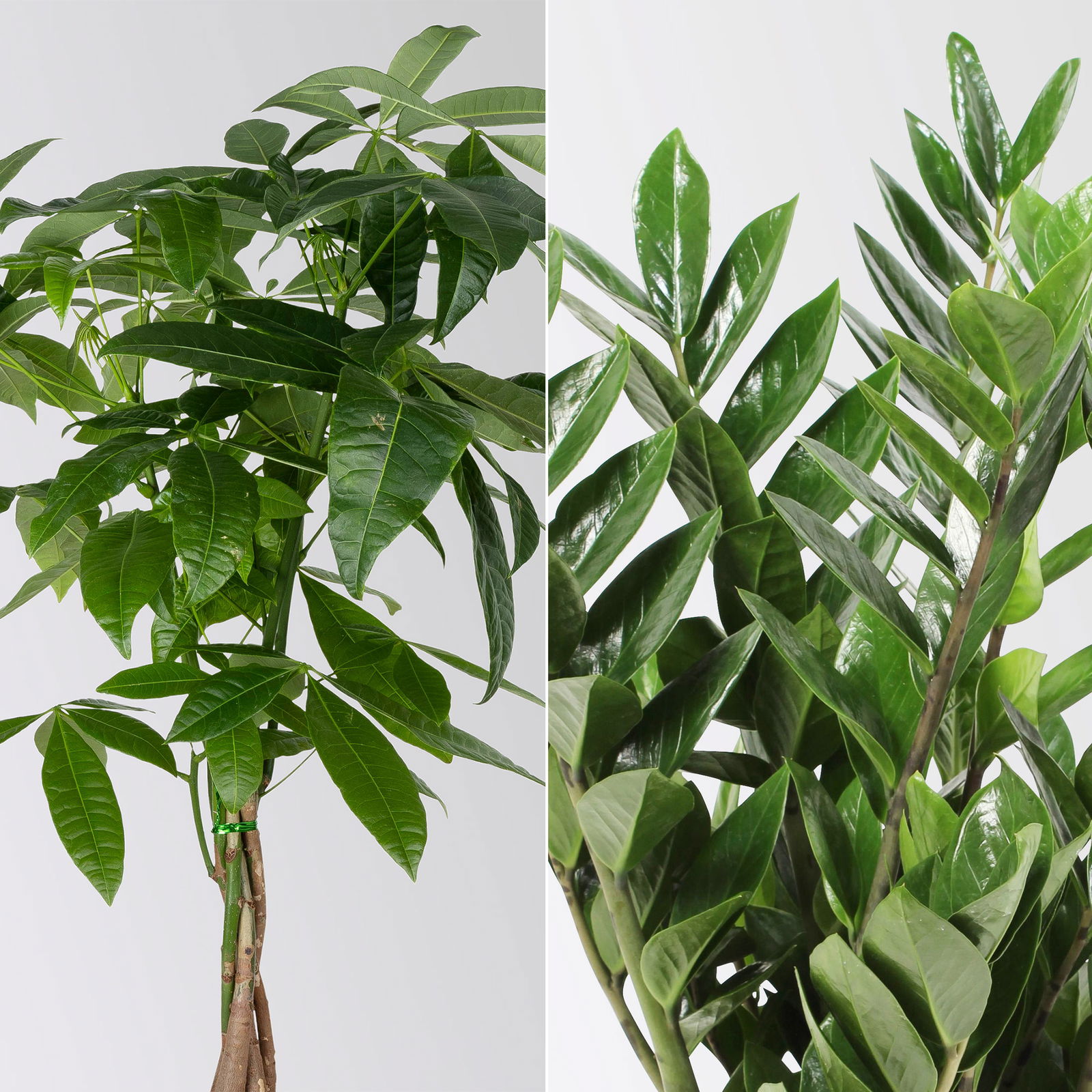 Grünpflanzen-Set Glücks-Duo, Topf-Ø 17 cm, 2 Pflanzen