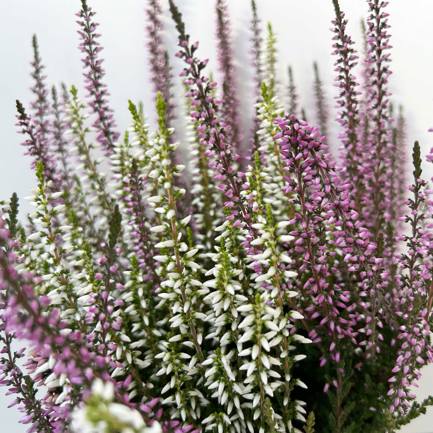 Calluna 'Twin', lila-weiß, Topf-Ø 12/13 cm, 6 Pflanzen
