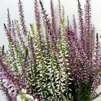 Calluna 'Twin', lila-weiß, Topf-Ø 12/13 cm, 6 Pflanzen