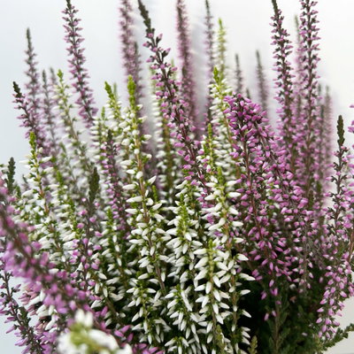 Calluna 'Twin', lila-weiß, Topf-Ø 12/13 cm, 6 Pflanzen Calluna 'Twin', lila-weiß, Topf-Ø 12/13 cm, 6 Pflanzen