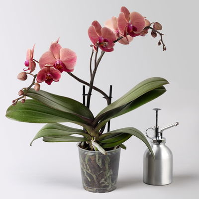 Phalaenopsis orangerot, 2 Rispen, Topf-Ø 12 cm, Höhe ca. 50 cm Phalaenopsis orangerot, 2 Rispen, Topf-Ø 12 cm, Höhe ca. 50 cm