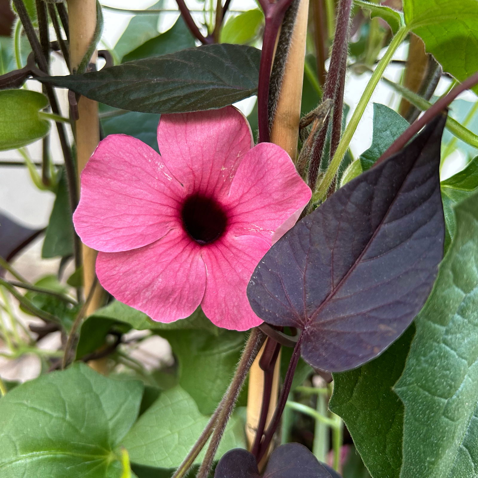 Thunbergia-Ziersüßkartoffel Pyramide, Farbe zufällig, Topf-Ø 21cm, Höhe ca.100cm