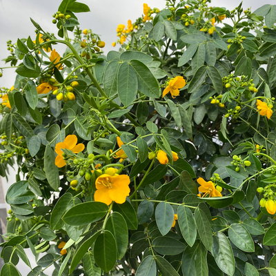 Gewürzrinde, gelb, Stamm, Topf-Ø 33, Höhe ca. 150 cm