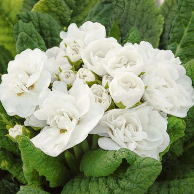 Primel 'Belarina', weiß, Topf-Ø 12 cm, 6 Pflanzen Primel 'Belarina', weiß, Topf-Ø 12 cm, 6 Pflanzen