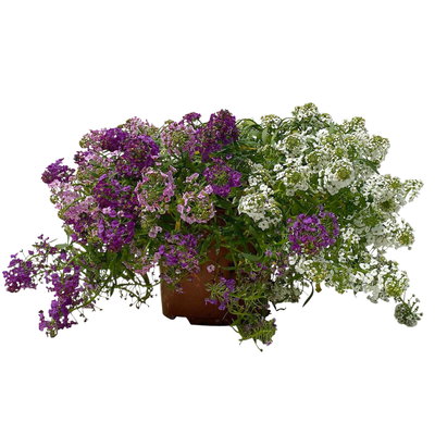 Lobularia 'Trio', Topf-Ø 12 cm, 6er-Set Lobularia 'Trio', Topf-Ø 12 cm, 6er-Set