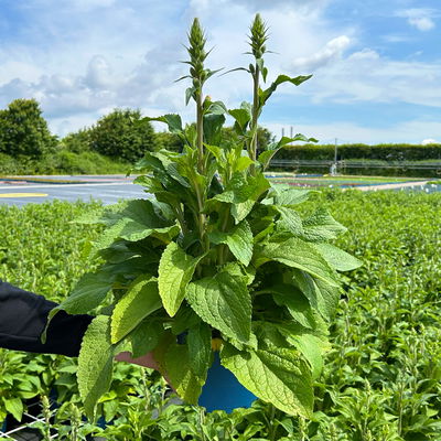 Kölles Beste Fingerhut 'Dalmatian Purple' violett, 3 Liter Topf Kölles Beste Fingerhut 'Dalmatian Purple' violett, 3 Liter Topf