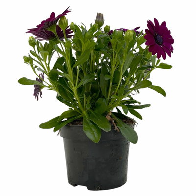 Kapkörbchen lila, Topf-Ø 12 cm, 6er-Set