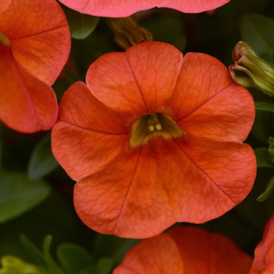 Pflanzenkreation Bunter Sommer, groß, 6 Pflanzen inkl. Erde und Dünger Pflanzenkreation Bunter Sommer, groß, 6 Pflanzen inkl. Erde und Dünger