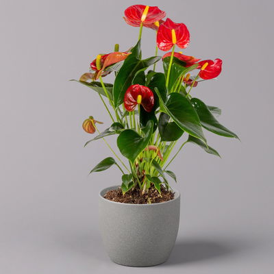 Flamingoblume 'Royal Red Champion', rot,  Topf-Ø 12 cm, Höhe ca. 35 cm Flamingoblume 'Royal Red Champion', rot,  Topf-Ø 12 cm, Höhe ca. 35 cm