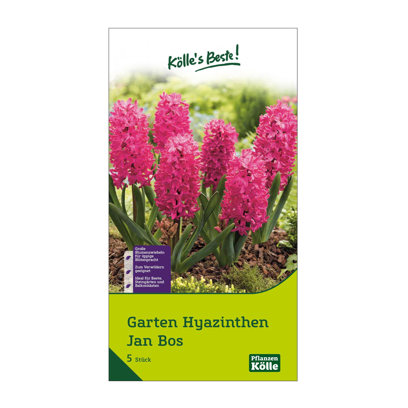 Köllle's Beste Garten-Hyazinthen Jan Bos rot, 5 Blumenzwiebeln