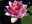 Seerose Gloriosa