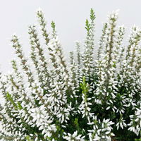 Calluna 'Garden Girls® Lönneby', weiß, Topf-Ø 13 cm, 6 Pflanzen
