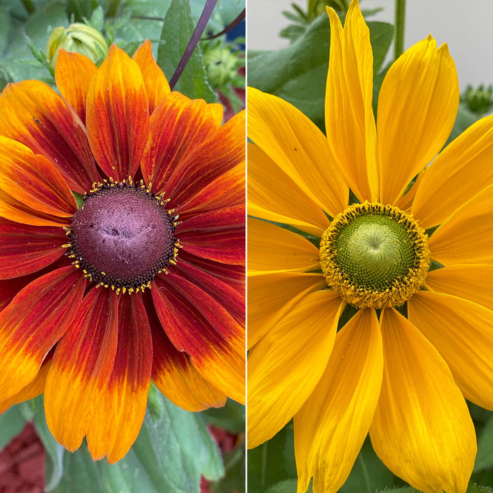 Rauer Sonnenhut gelb/orange/braun, Sorte zufällig, Topf-Ø 19, 2er-Set