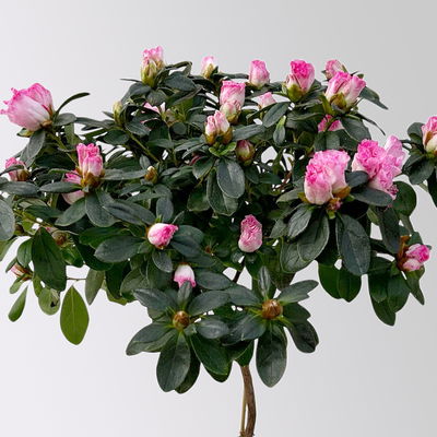 Azalee, Stamm, Farbe zufällig, Topf-Ø 13cm, Höhe ca. 45 cm, 2 Pflanzen Azalee, Stamm, Farbe zufällig, Topf-Ø 13cm, Höhe ca. 45 cm, 2 Pflanzen