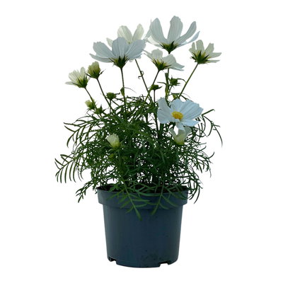 Cosmea, Farben zufällig, Topf-Ø 12 cm, Höhe ca. 25 cm, 6 Pflanzen