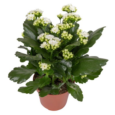 Kalanchoe 'Calandiva'®, weiß & rot,  Topf-Ø 12 cm, Höhe ca. 20-30 cm, 6er-Set Kalanchoe 'Calandiva'®, weiß & rot,  Topf-Ø 12 cm, Höhe ca. 20-30 cm, 6er-Set