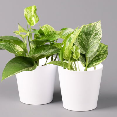 Efeutute 'Marble Queen' inkl. Topf Dallas weiß, Topf-Ø 12 cm, 2 Pflanzen