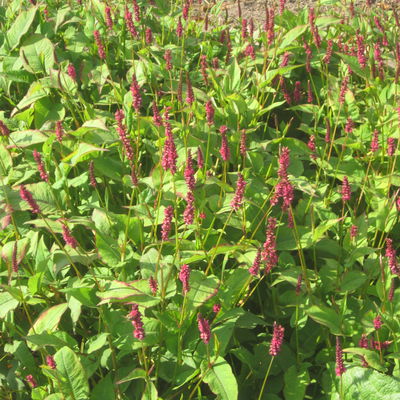 Kerzenknöterich, rot, Topf 11x11 cm, 3 Pflanzen