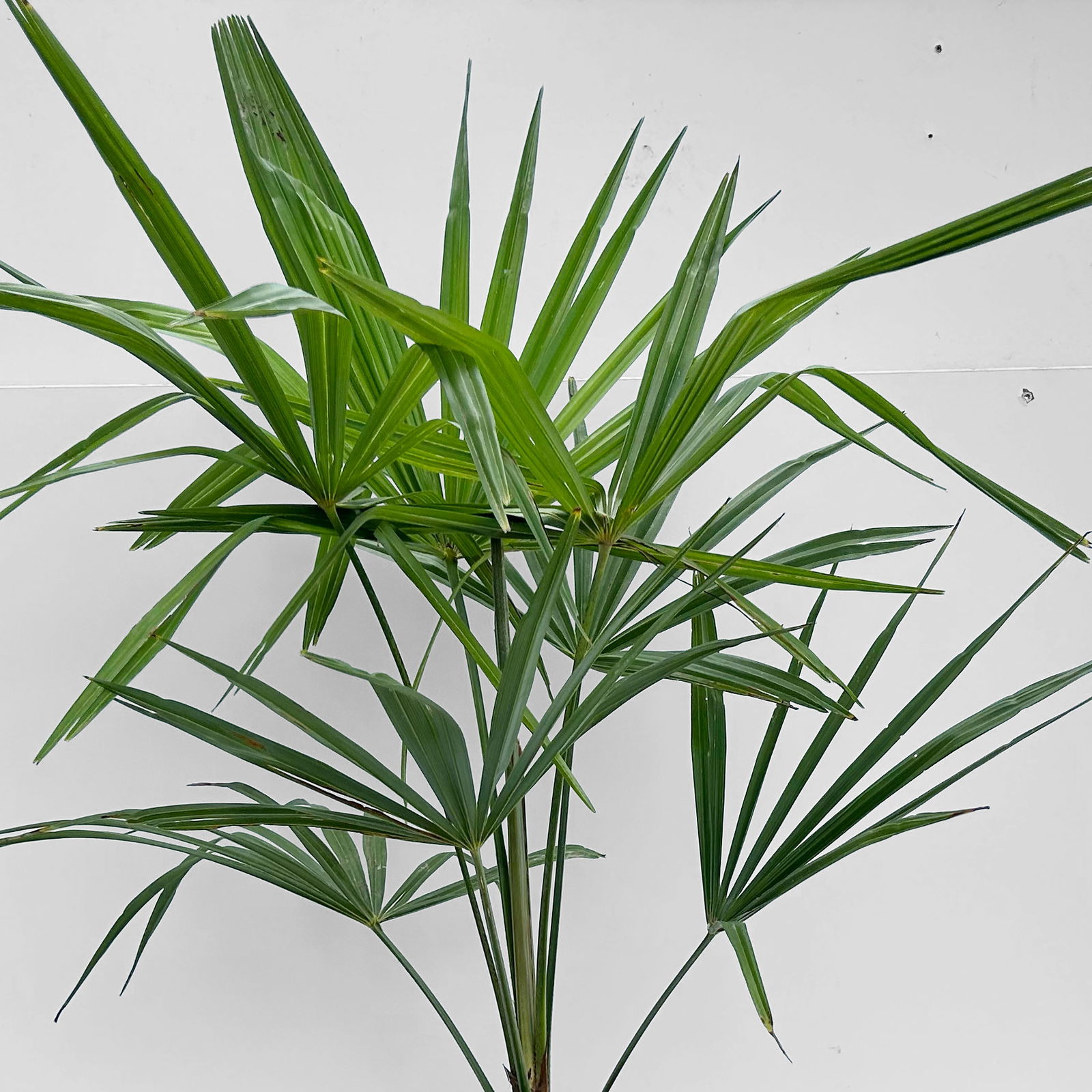 Hanfpalme, Topf-Ø 20 cm, Höhe ca. 60-80 cm