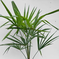 Hanfpalme, Topf-Ø 20 cm, Höhe ca. 60-80 cm