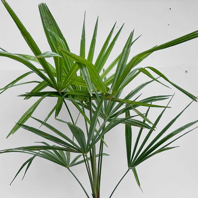 Hanfpalme, Topf-Ø 20 cm, Höhe ca. 60-80 cm