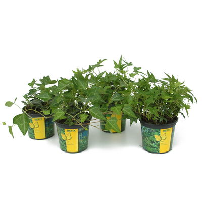 Efeu in grünen Sorten, 6er-Set, 13 cm Ø Topf