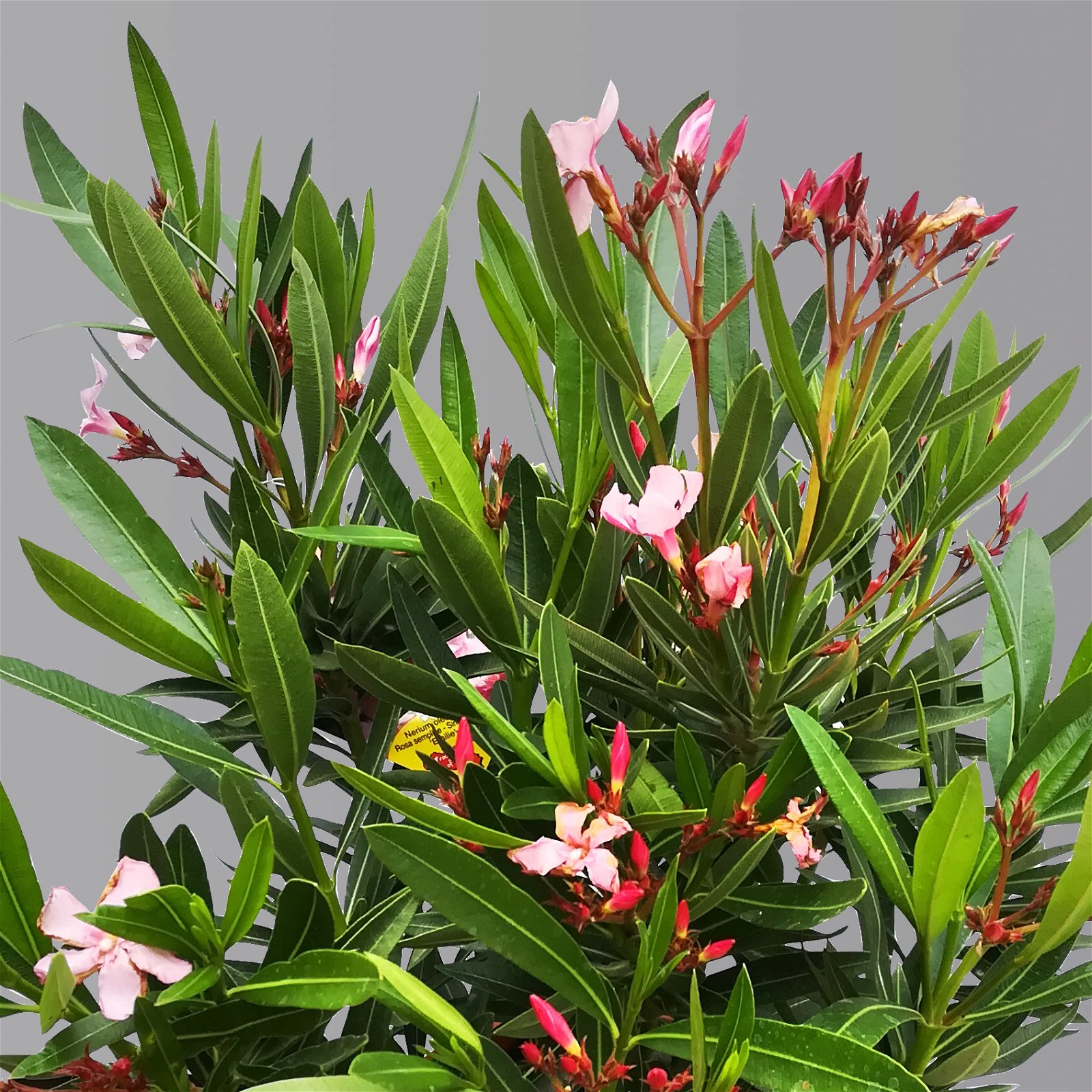 Oleander rosa, Busch, Topf-Ø 22 cm, Höhe ca. 60 cm