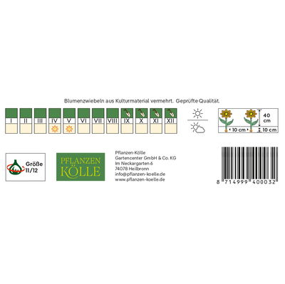 gefüllte Tulpen 'Wyndham', rot, weißer Rand, Größe 11/12, 7 Blumenzwiebeln gefüllte Tulpen 'Wyndham', rot, weißer Rand, Größe 11/12, 7 Blumenzwiebeln