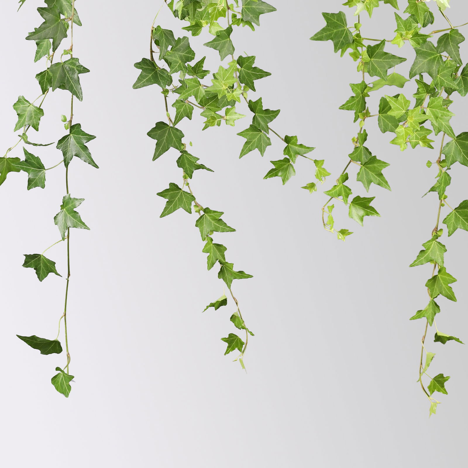 Efeu inkl. Keramiktopf Dallas anthrazit Topf-Ø 12/13 cm, 3er-Set Efeu inkl. Keramiktopf Dallas anthrazit Topf-Ø 12/13 cm, 3er-Set