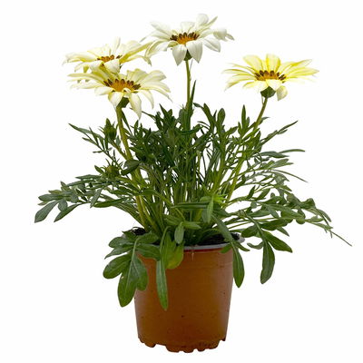 Mittagsgold Farbe zufällig, Topf-Ø 12 cm, 6er-Set Mittagsgold Farbe zufällig, Topf-Ø 12 cm, 6er-Set