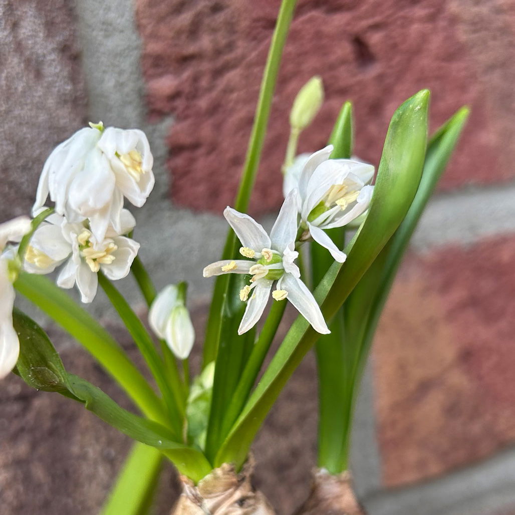 Scilla, weiß, vorgetrieben, Topf-Ø 5 cm, 10 Pflanzen Scilla, weiß, vorgetrieben, Topf-Ø 5 cm, 10 Pflanzen