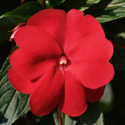 Edellieschen, dunkelrot, Topf-Ø 12 cm, 6 Pflanzen Edellieschen, dunkelrot, Topf-Ø 12 cm, 6 Pflanzen