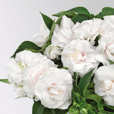 Fleißiges Lieschen, weiß, gefüllt blühend, Topf -Ø 12 cm, 6 Pflanzen