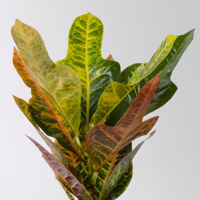 Kroton 'Excellent' inkl. Keramiktopf Dallas weiß, Topf-Ø 12 cm, 3 Stück Kroton 'Excellent' inkl. Keramiktopf Dallas weiß, Topf-Ø 12 cm, 3 Stück