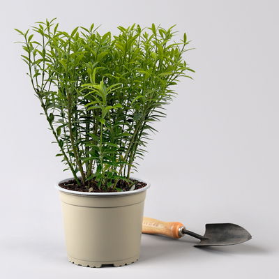 Japanischer Spindelstrauch 'Microphyllus Aureovariegatus', Topf-Ø 17 cm, 2er-Set Japanischer Spindelstrauch 'Microphyllus Aureovariegatus', Topf-Ø 17 cm, 2er-Set