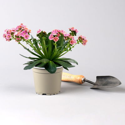 Lewisia cotyledon, Farben zufällig, Topf-Ø 12 cm, 3er-Set