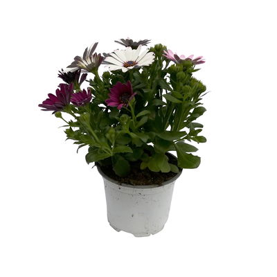 Kapkörbchen mehrfarbig, Topf-Ø 12 cm, 6er-Set