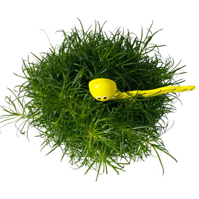 Sternmoos mit Wurmstecker, Topf-Ø 6 cm, 12er-Set Sternmoos mit Wurmstecker, Topf-Ø 6 cm, 12er-Set