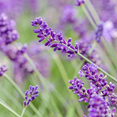 Lavendel, Ballen-Ø ca. 7 cm, 3x 6 Pflanzen im Tray Lavendel, Ballen-Ø ca. 7 cm, 3x 6 Pflanzen im Tray