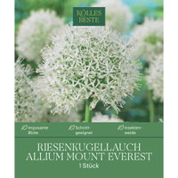 Kölles Beste XXL Allium 'Mount Everest' weiß, 1 Blumenzwiebel Kölles Beste XXL Allium 'Mount Everest' weiß, 1 Blumenzwiebel