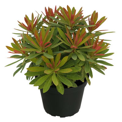 Bio Wolfsmilch 'Medea', grün-rötlich, Topf-Ø 12 cm, 3 Pflanzen Bio Wolfsmilch 'Medea', grün-rötlich, Topf-Ø 12 cm, 3 Pflanzen