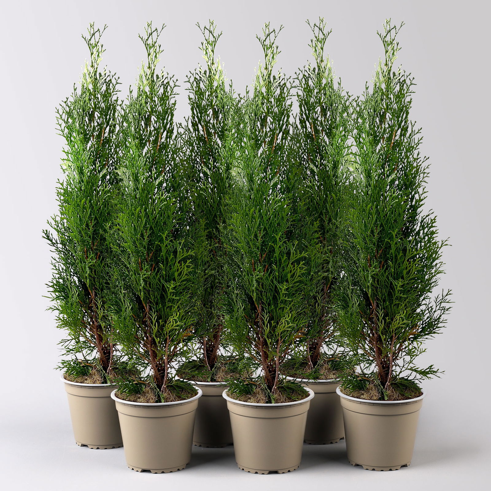 Thuja occidentalis 'Smaragd', Topf-Ø 13 cm, 6 Pflanzen Thuja occidentalis 'Smaragd', Topf-Ø 13 cm, 6 Pflanzen